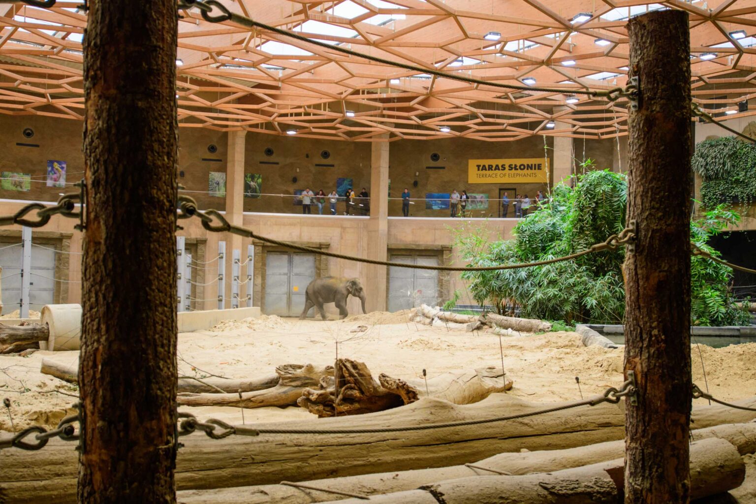 Nowa Slonica w lodzkim zoo fot Sebastian Szwajkowski 2