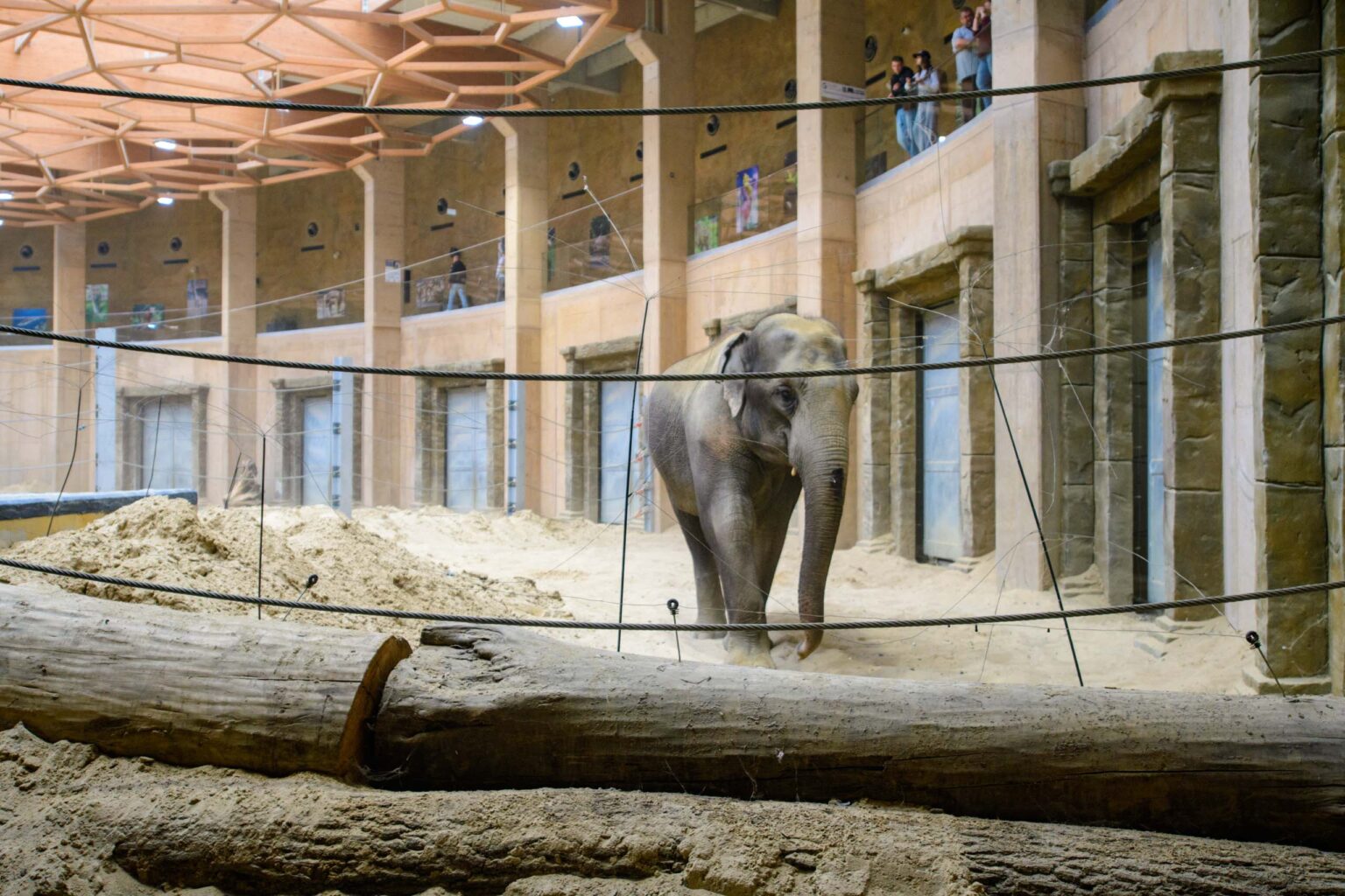 Nowa Slonica w lodzkim zoo fot Sebastian Szwajkowski 3