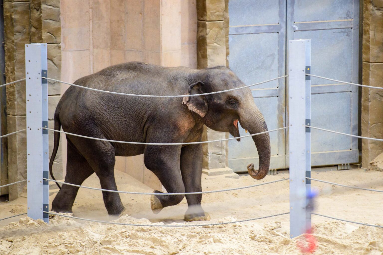 Nowa Slonica w lodzkim zoo fot Sebastian Szwajkowski 4