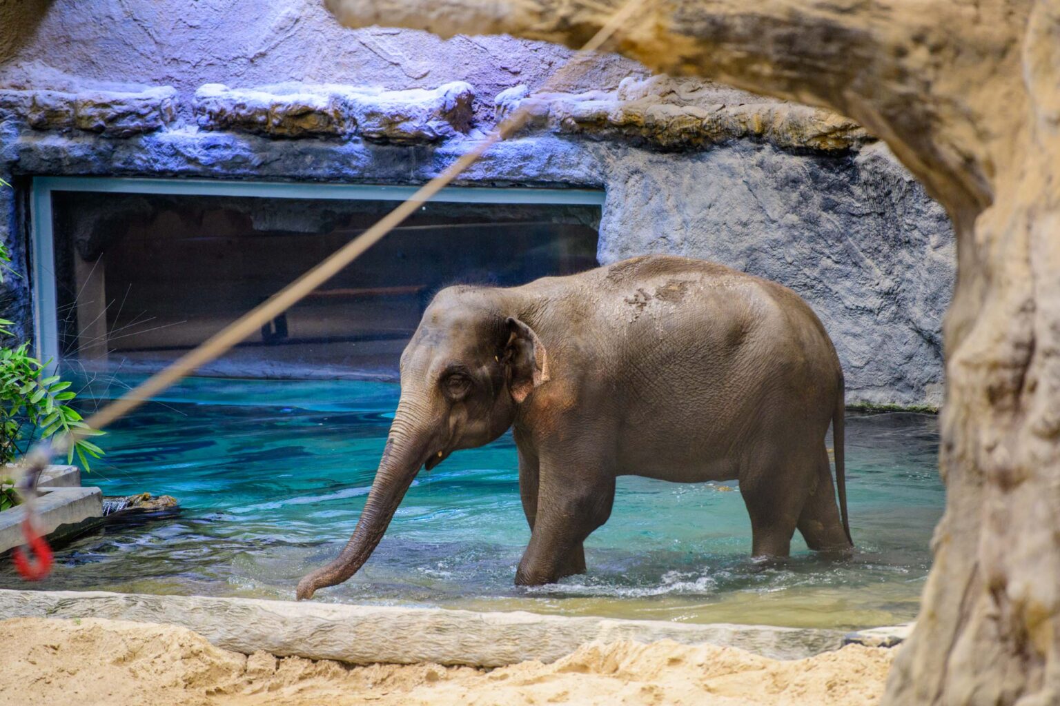 Nowa Slonica w lodzkim zoo fot Sebastian Szwajkowski 6