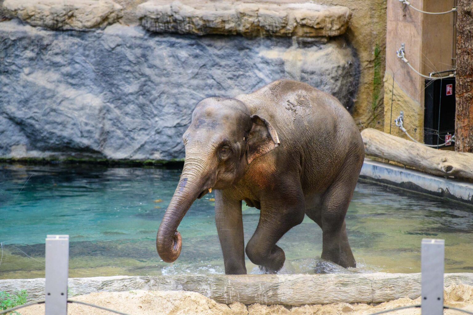 Nowa Slonica w lodzkim zoo fot Sebastian Szwajkowski 8