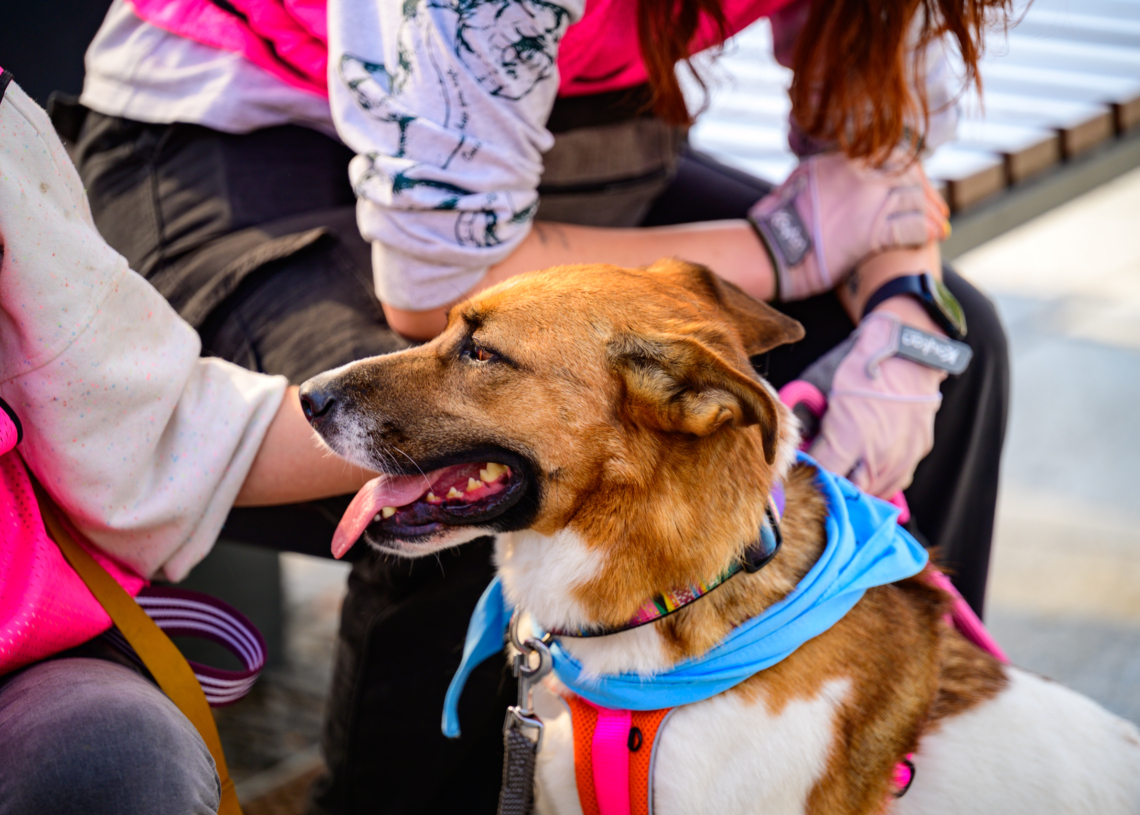 Psy ze schroniska opanowały Stary Rynek. To zachęta do adopcji [ZDJĘCIA]