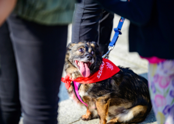 Psy ze schroniska opanowały Stary Rynek. To zachęta do adopcji [ZDJĘCIA]
