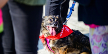 Psy ze schroniska opanowały Stary Rynek. To zachęta do adopcji [ZDJĘCIA]