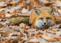 Pogoda na środę | Chwilowy powiew wysokiej temperatury [PROGNOZA]