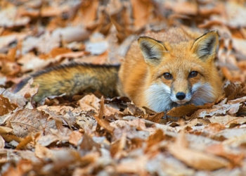 Pogoda na środę | Chwilowy powiew wysokiej temperatury [PROGNOZA]