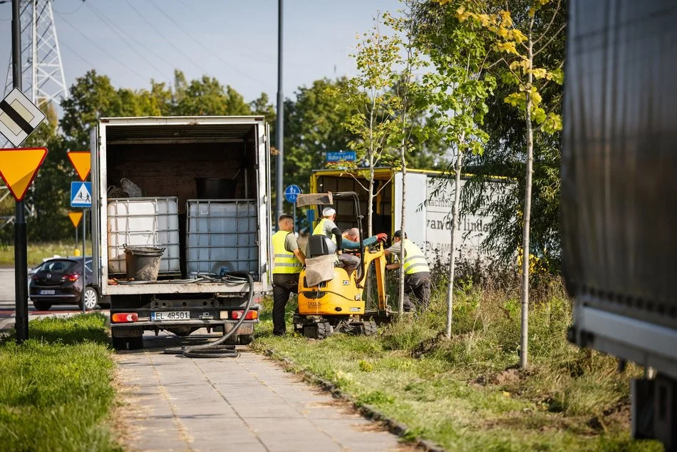 Aż 40 łódzkich ulic rozkwitnie na wiosnę. Jesienne nasadzenia trwają