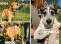 Szczeniaki porzucone pod wiaduktem przy A1. Bigos, Bryzol i Botwinka czekają na dom