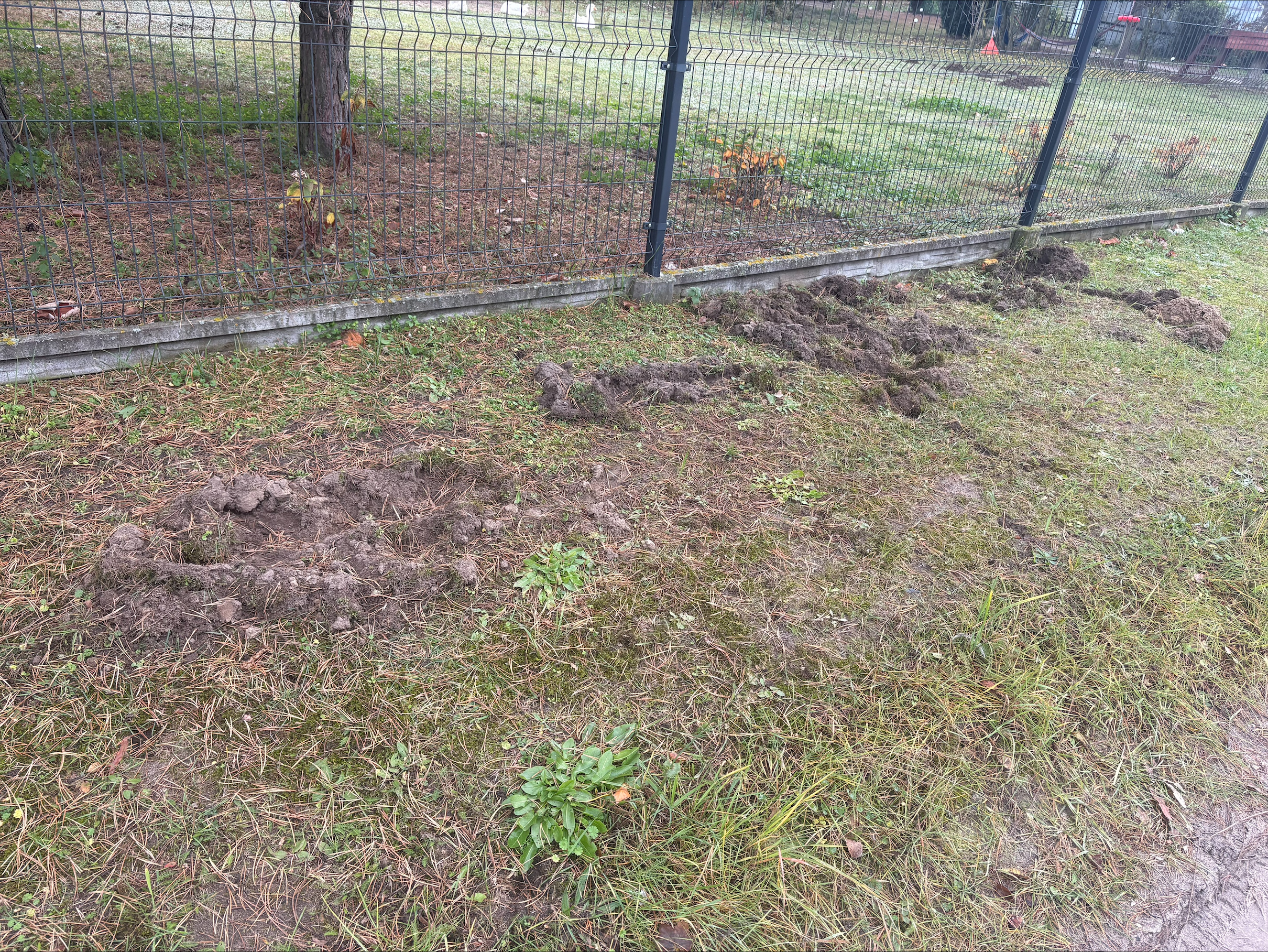 Dziki terroryzują mieszkańców Rosanowa. Łowczy nie reagują 1 Dziki terroryzują mieszkańców Rosanowa. Łowczy nie reagują