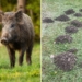 Dziki terroryzują mieszkańców Rosanowa. Łowczy nie reagują 6 Dziki terroryzują mieszkańców Rosanowa. Łowczy nie reagują