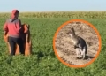 Kangur skacze po polach w powiecie łowickim. Uciekł dwa miesiące temu