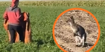 Kangur skacze po polach w powiecie łowickim. Uciekł dwa miesiące temu