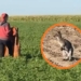 Kangur skacze po polach pod Łowiczem. Uciekł dwa miesiące temu 10 Kangur skacze po polach w powiecie łowickim. Uciekł dwa miesiące temu