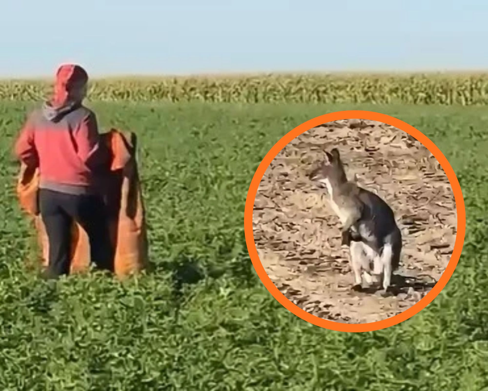 Kangur skacze po polach w powiecie łowickim. Uciekł dwa miesiące temu