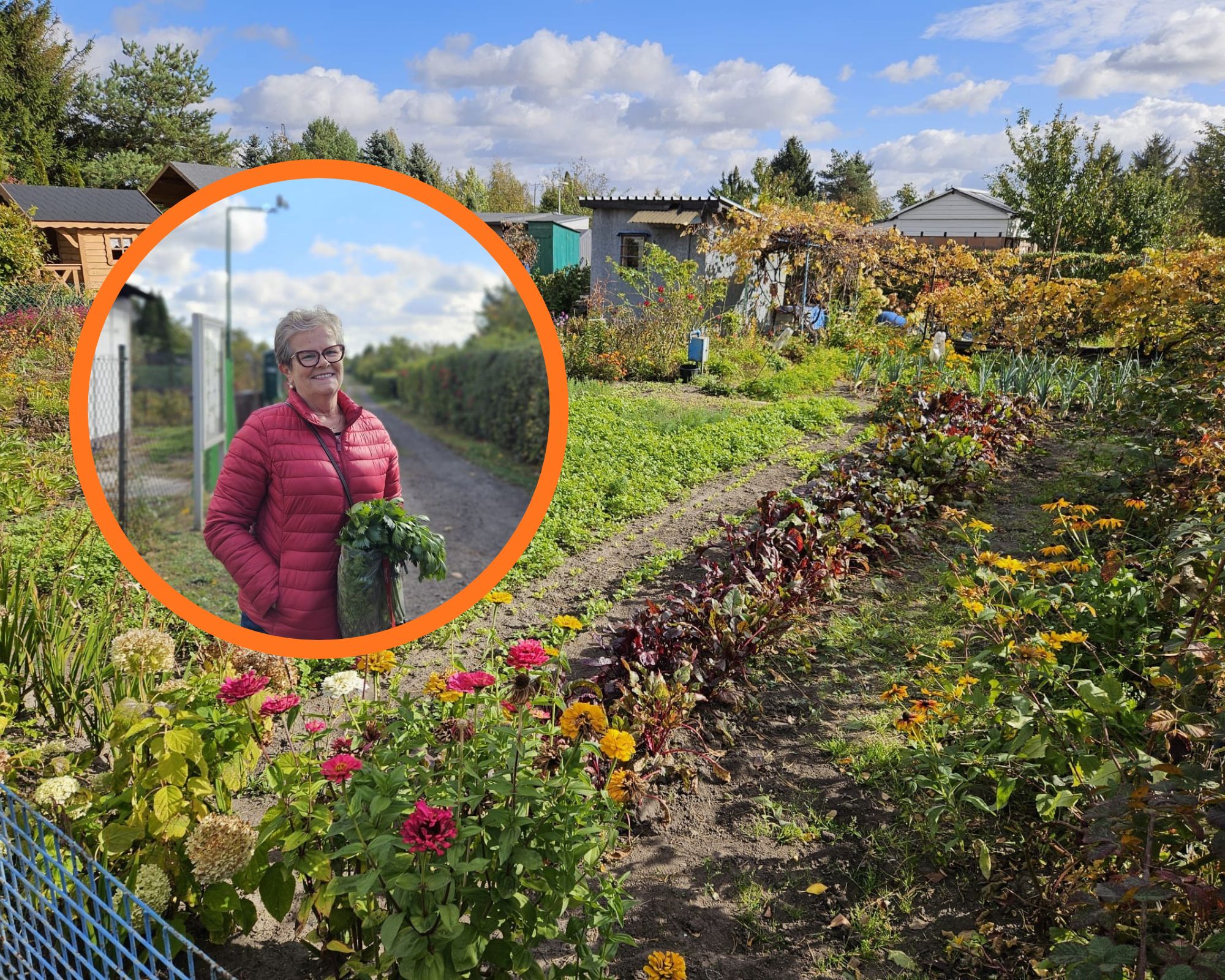Złodzieje plądrują ogródki działkowe w Kutnie. Działkowcy apelują o monitoring