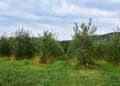 Leśnicy zadbają o sady w Łódzkiem. 5 regionalnych sadów odzyska życie 2 Leśnicy zadbają o sady w Łódzkiem. 5 regionalnych sadów odzyska życie