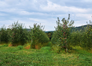 Leśnicy zadbają o sady w Łódzkiem. 5 regionalnych sadów odzyska życie