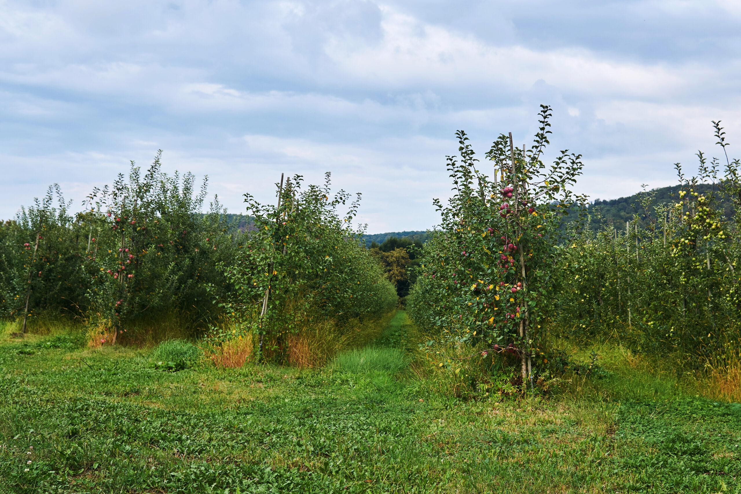 Leśnicy zadbają o sady w Łódzkiem. 5 regionalnych sadów odzyska życie