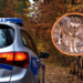 Uwaga na dzikie zwierzęta na drogach. Wilczyca zginęła pod Szadkiem 6 Samochód zderzył się z wilkiem pod Szadkiem. Policja apeluje do kierowców