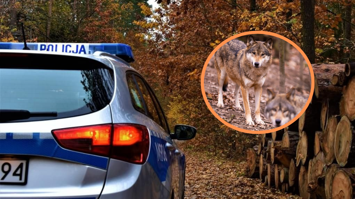 Samochód zderzył się z wilkiem pod Szadkiem. Policja apeluje do kierowców